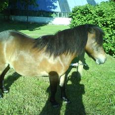 Shetlænder Tarzan