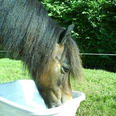 Shetlænder Tarzan