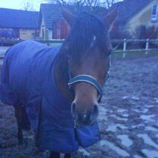 Anden særlig race charmain