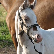 Knabstrupper Calexico af Halkærgaard solgt