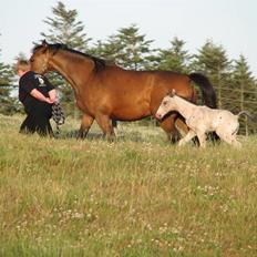 Knabstrupper Calexico af Halkærgaard solgt