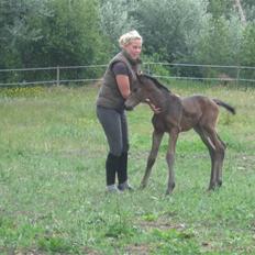 Dansk Varmblod Seline