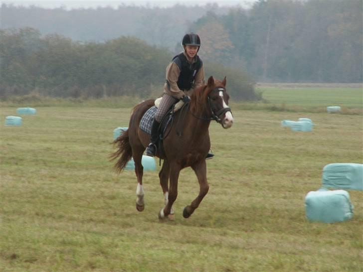 New Forest Chaos - Så er der super ræs hen over stubmarken. billede 15