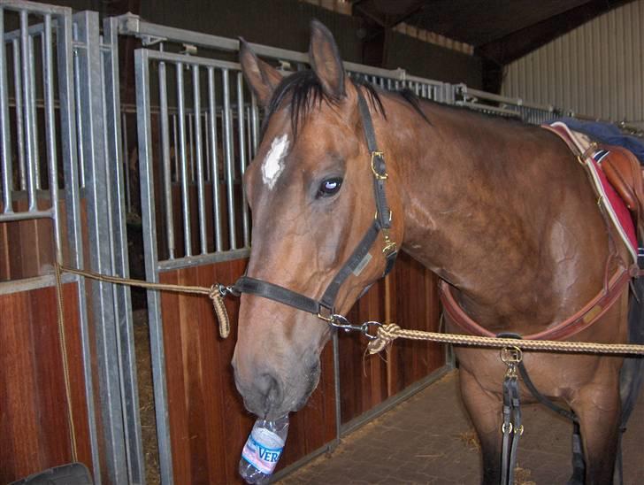 Fuldblod (XX) Schelhase'S Loke - Logo med hans trofaste ven, FLASKEN !!! :b Han elsker den simpelthen.. Billedet er taget af Louise m. Paps. billede 20