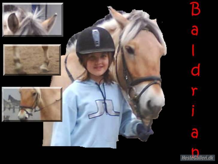 Fjordhest Baldrian<3 Solgt:/<3 - Et billede en eller anden har lavet. billede 14