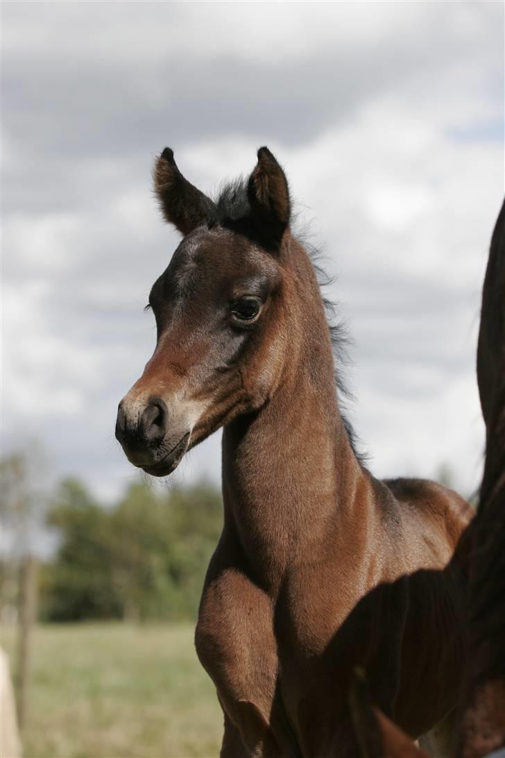 Arabisk fuldblod (OX) Ceduina ox - 4 dage gammel billede 5