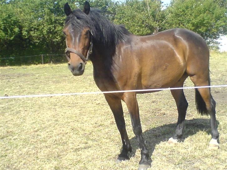 DSP okay charlie! SOLGT ;( - på folden ! ;D billede 14