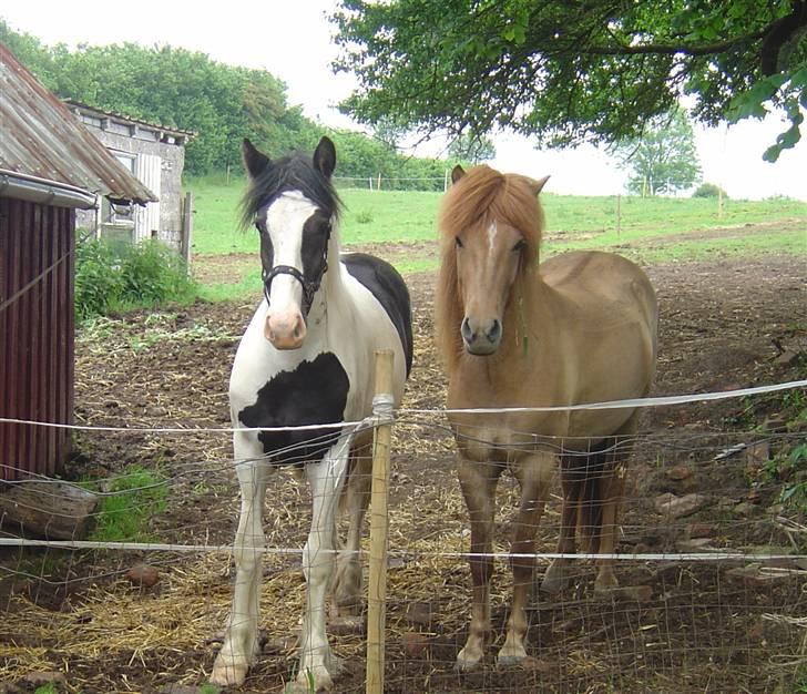 Irish Cob Tequila - Tequila og min venindes islænder, da hun var på sommergræs sidste sommer. billede 6