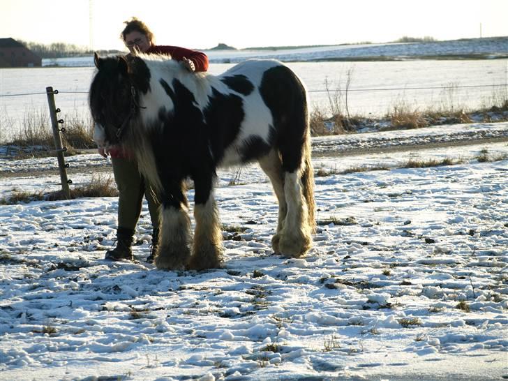 Irish Cob Danny Boy R.I.P - En rigtig rar dreng, som man kun kan elske billede 8