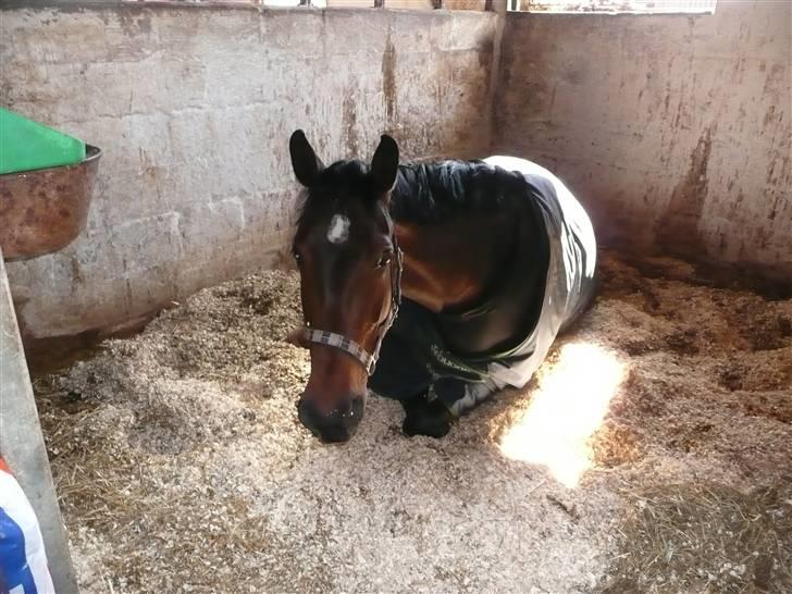 Dansk Varmblod Athene Birkedal - Ih altså mor, jeg sover=) billede 2