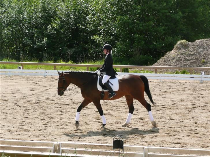 Dansk Varmblod Athene Birkedal - Skridt  billede 5