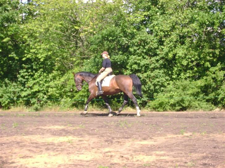 Dansk Varmblod Chervi´s Castellano låne - sååå fine vi er billede 10
