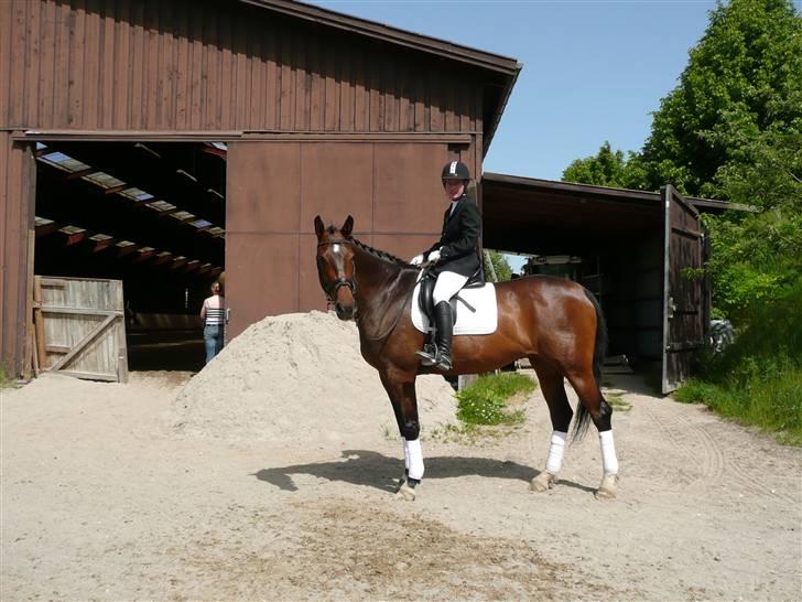 Dansk Varmblod Athene Birkedal - Verdens smukkeste hest!=) billede 6