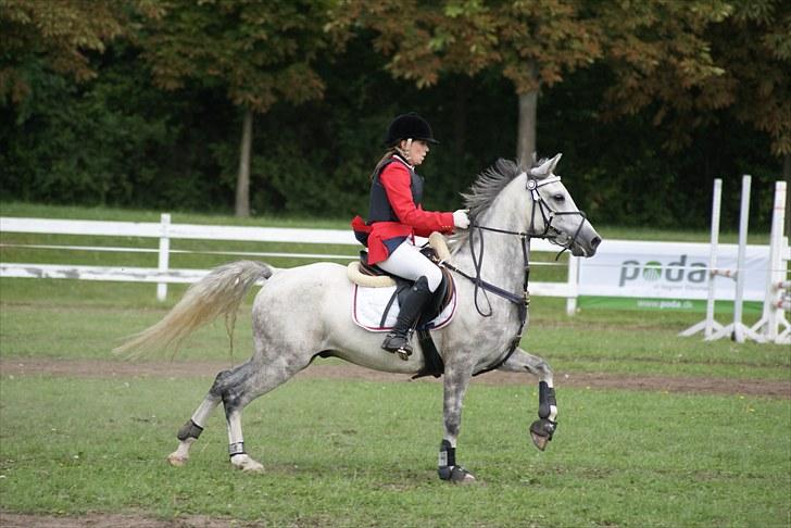 Welsh Partbred (Sec F) Myrebjergets Skywalker | A - (Billede 15) Til Copenhagen horse Show 2010 billede 10