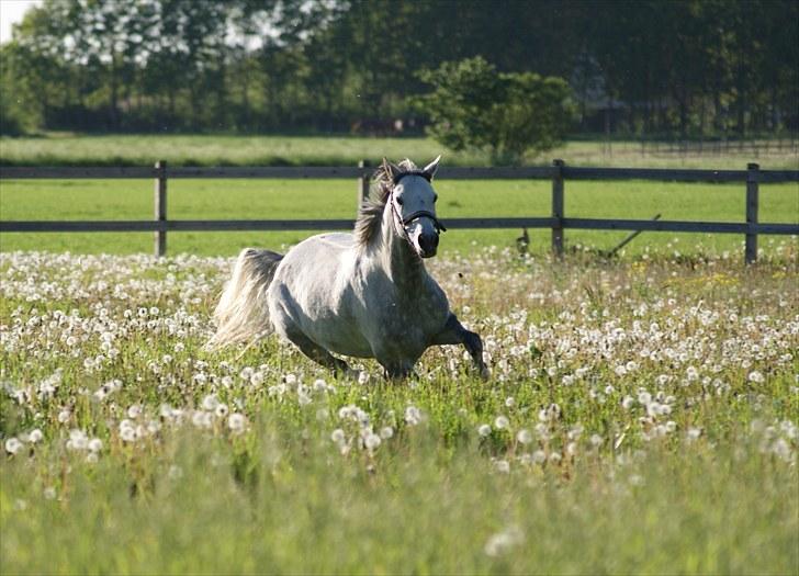 Welsh Partbred (Sec F) Myrebjergets Skywalker | A - (Billede 16) Sky på græs første gang 2010 billede 11