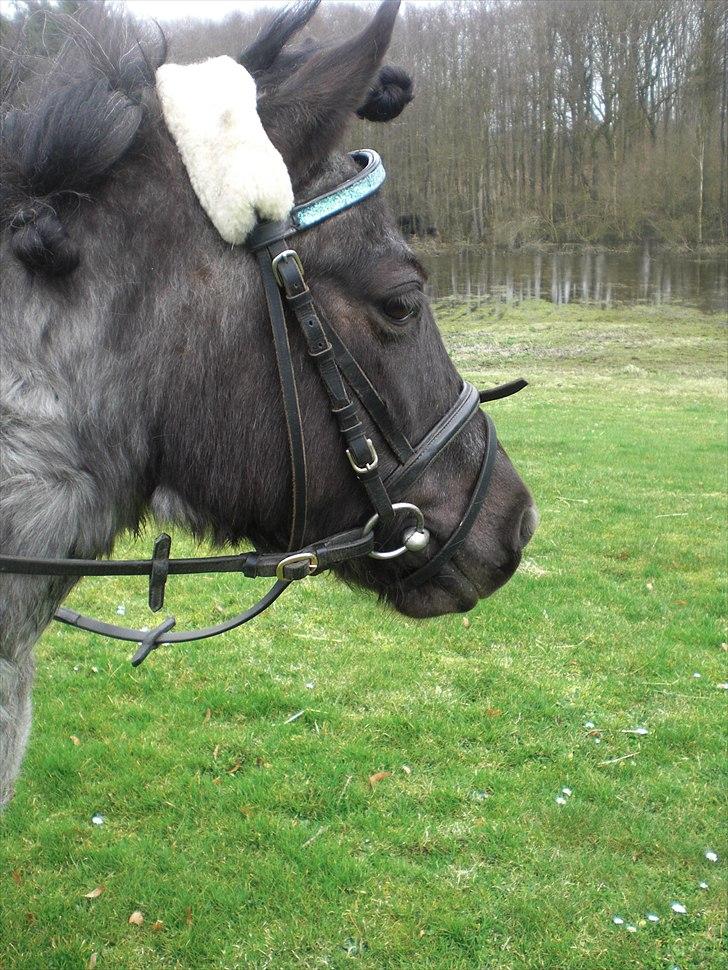 Anden særlig race Speedy  - Speedy som model. billede 16