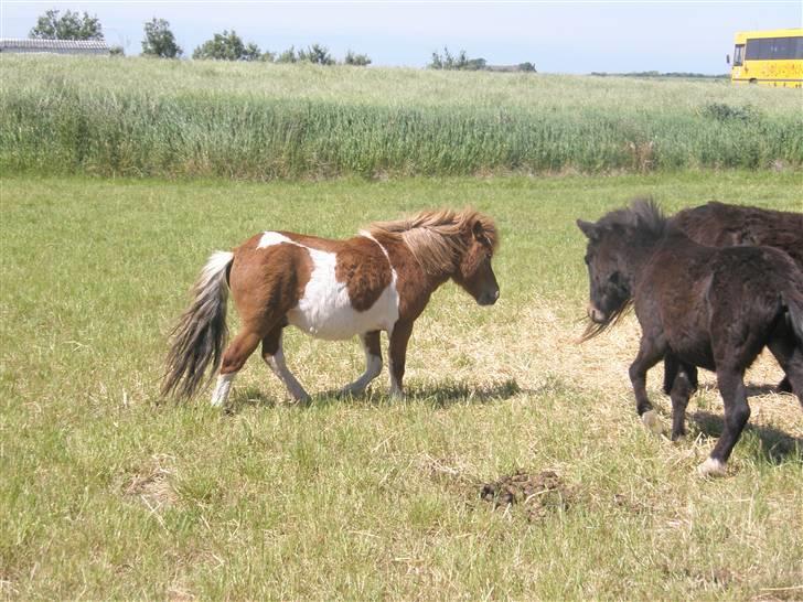 Shetlænder max (solgt9 billede 8