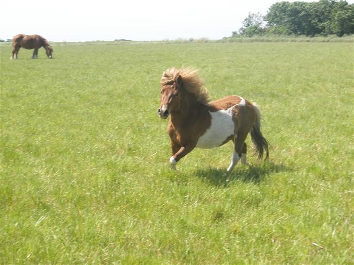 Shetlænder max (solgt9 billede 9