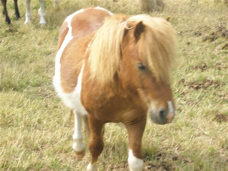 Shetlænder max (solgt9 billede 10