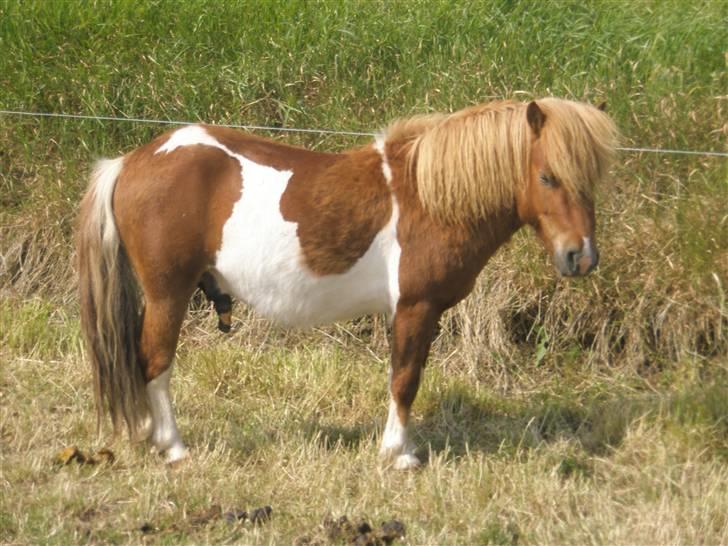 Shetlænder max (solgt9 billede 11