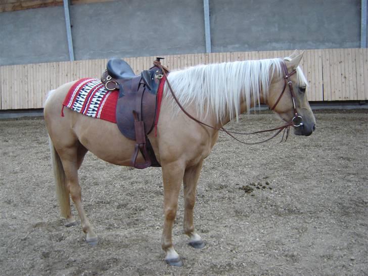 Palomino honey billede 13