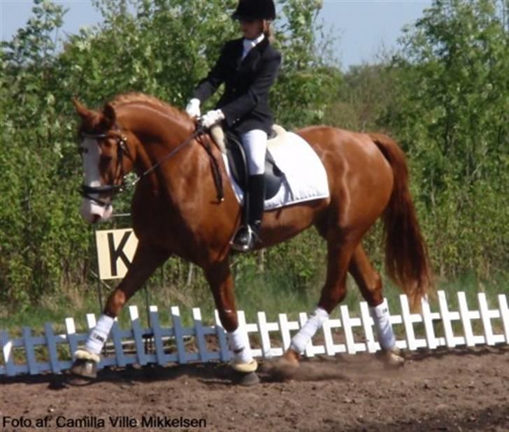 Frederiksborg Chaca Kronborg SOLGT :( billede 7