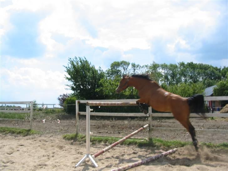 Anden særlig race /Araber Cheval - Springer lidt over 155 cm - højere end ham selv! billede 7