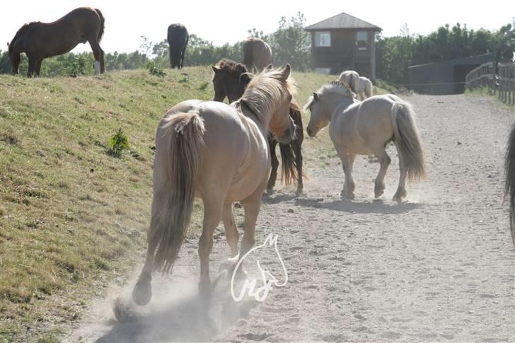 Anden særlig race nuggi - 14 på fold,, billede 14