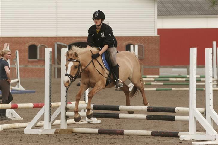 Anden særlig race nuggi - 17..  billede 17
