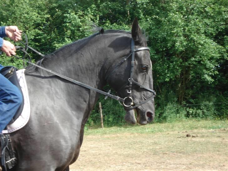 Oldenborg Spirit*RIP* billede 18