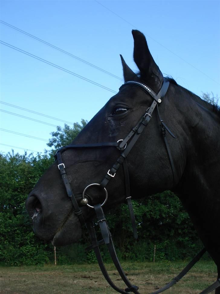 Oldenborg Spirit*RIP* billede 19