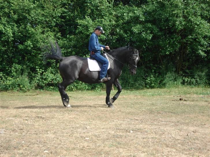Oldenborg Spirit*RIP* - Ronni rider lige min hest billede 20