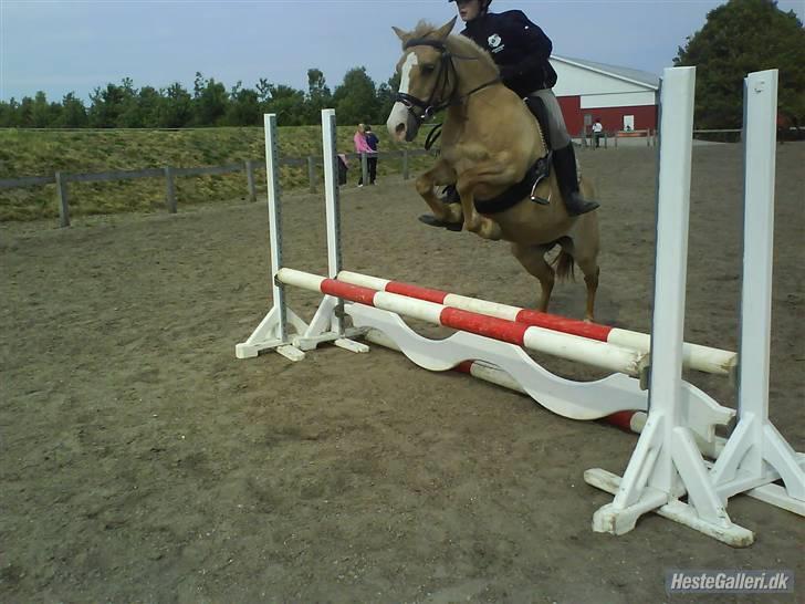 Anden særlig race nuggi - 20.. uden bøjler.. hun hopper højt over.. (: taget af stephanie P.. tak..  billede 20