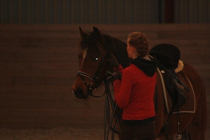 Anden særlig race Simba   SOLGT - michell og simba billede 6