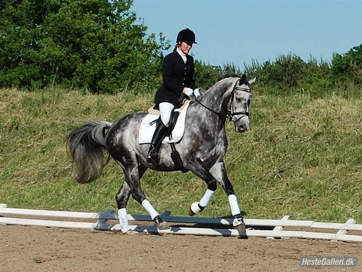 Dansk Varmblod  Skovly´s Herbert - Første stævne 31 juni 2008. Klubstævne Viborg Rideklub billede 3