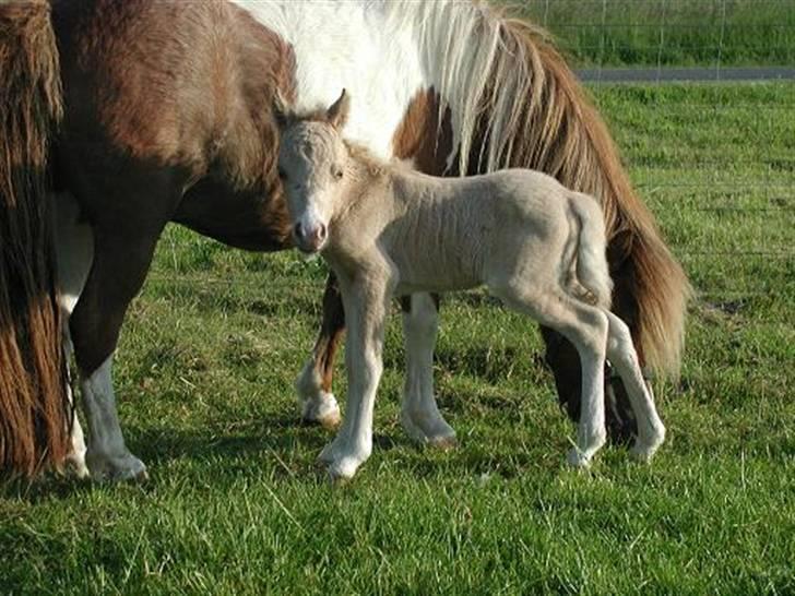 Dansk Miniature Legatgårdens Double Dare - Junior ude for første gang. 2007. billede 4