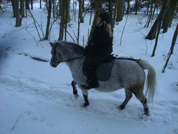 Anden særlig race Candy  - Candy løs på folden, lidt vild pony ;).  juni 2008.  billede 8