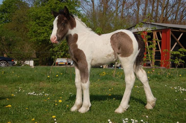 Irish Cob Bundolo's Indira billede 1