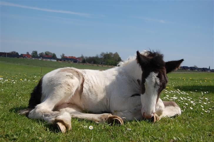 Irish Cob Bundolo's Indira billede 2
