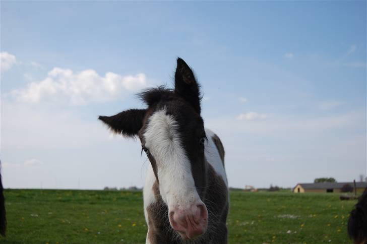 Irish Cob Bundolo's Indira billede 3