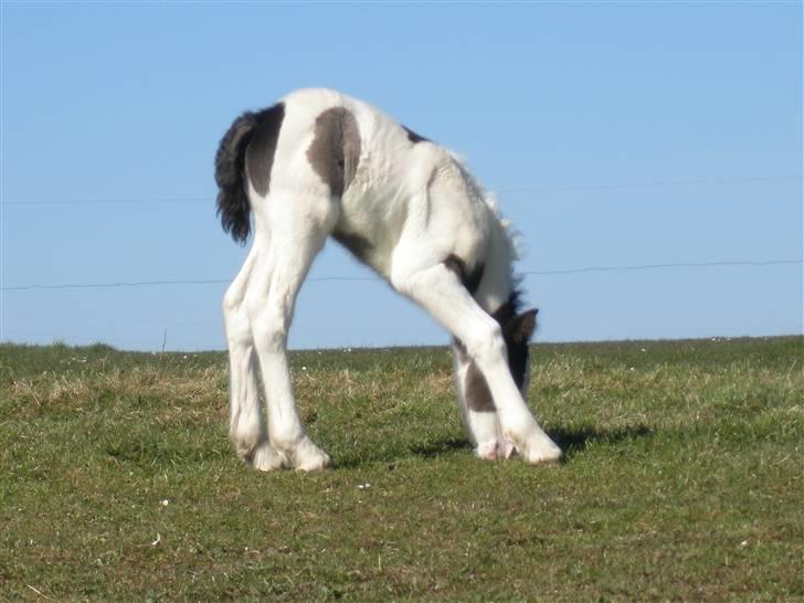 Irish Cob Bundolo's Indira billede 4