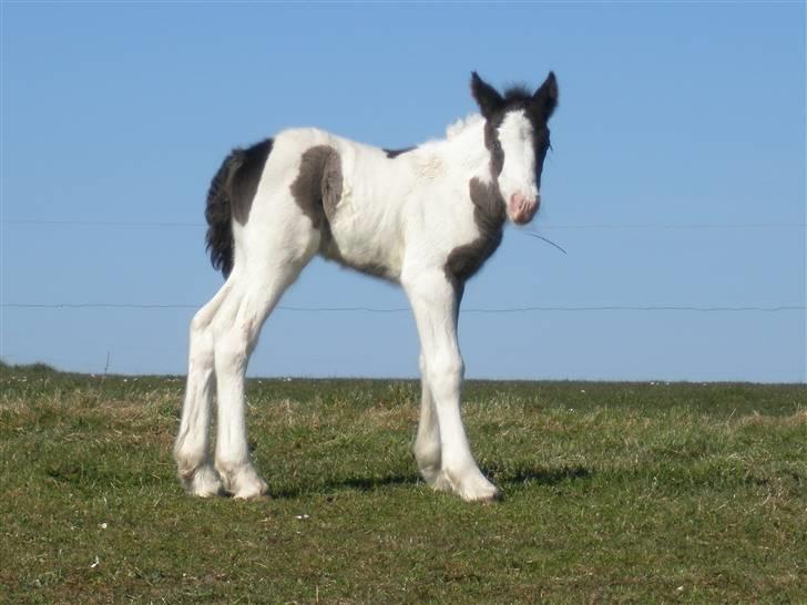 Irish Cob Bundolo's Indira billede 5