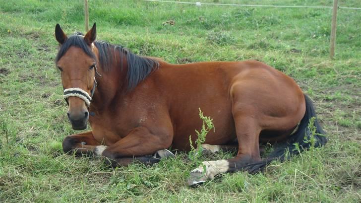 Traver Gacrux Date R.I.P - dejligt bare at ligge og fede den. billede 20