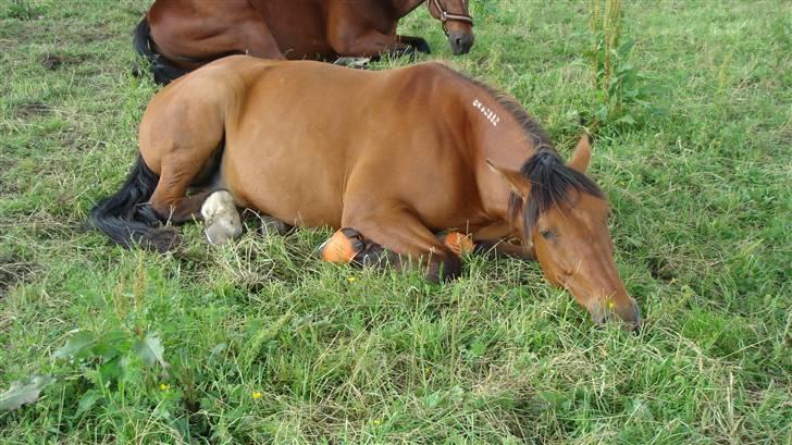 Traver Dandi R.I.P - SNOOOOORK billede 20