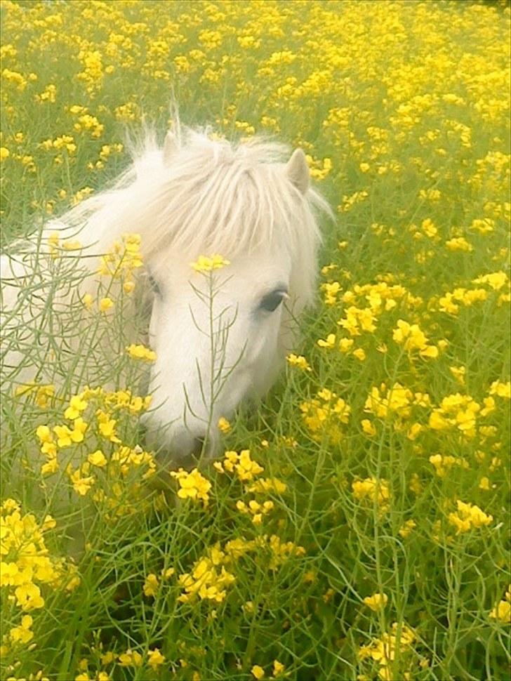 Shetlænder Nicoline <33 - Juni 2010 billede 1