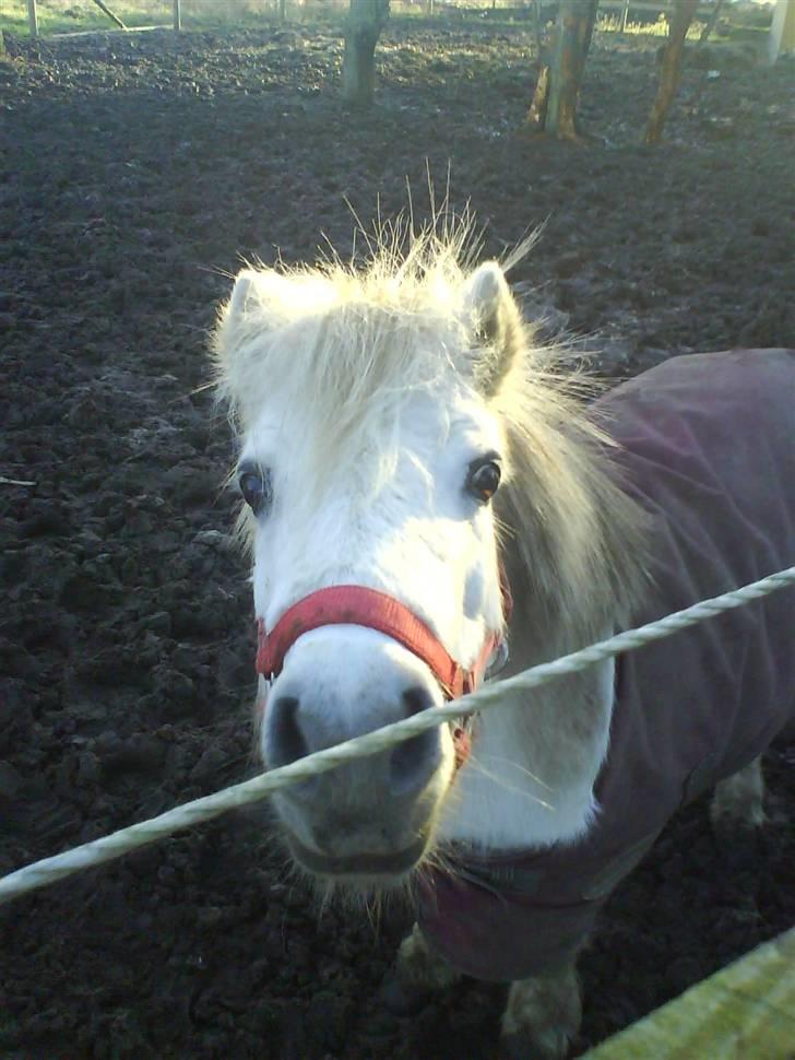 Shetlænder Nicoline <33 - Noget mad?? billede 2