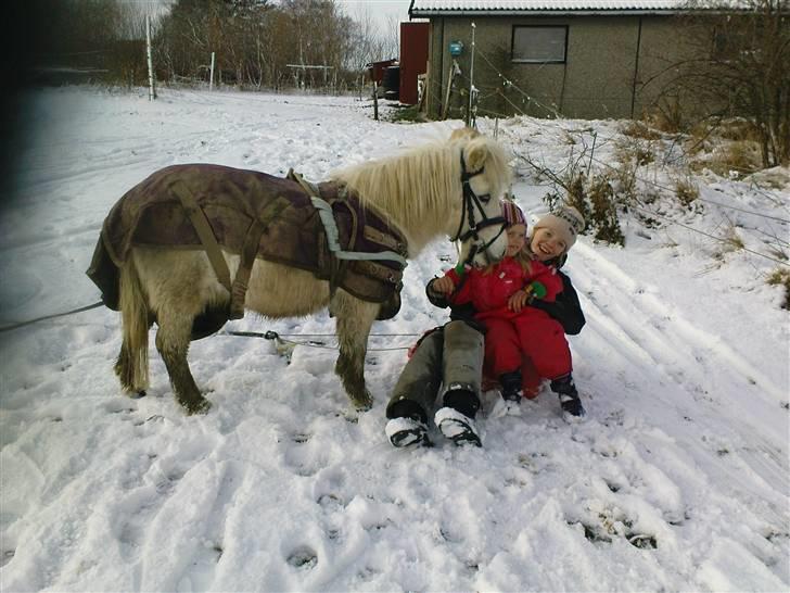 Shetlænder Nicoline <33 - Du er sød nicoline billede 4