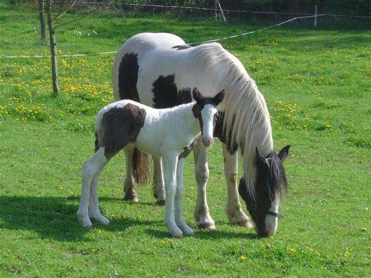 Irish Cob Tequila - Som lille, er hun ikke bedårende? Og så ved siden af sin smukke mor (alicia) billede 7
