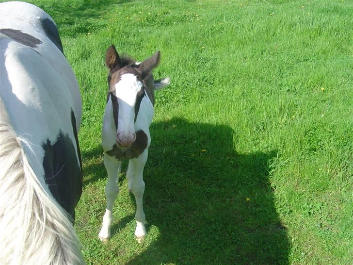 Irish Cob Tequila - Hvaad ? :D billede 8