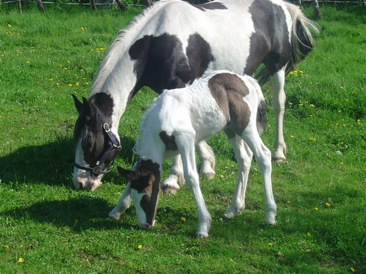 Irish Cob Tequila - Når mor kan - kan jeg også !! (maj, 2005) billede 9